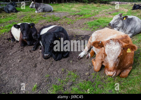 Une partie de la ceinture du bétail qui ont été introduites sur Cannock Chase Zone de Beauté Naturelle Exceptionnelle de paître et gérer le paysage Banque D'Images