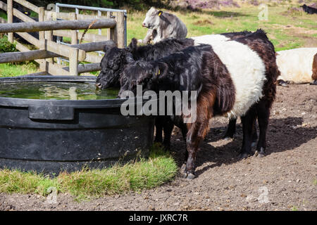 Une partie de la ceinture du bétail qui ont été introduites sur Cannock Chase Zone de Beauté Naturelle Exceptionnelle de paître et gérer le paysage Banque D'Images