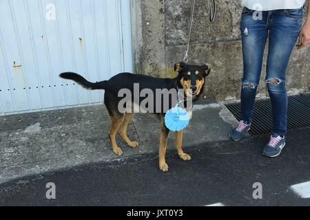 San Rocco (Camogli) : Moins cher dog award 2017. Dans l'image : Kimbo, meticcio avec Chiara Ferri Banque D'Images