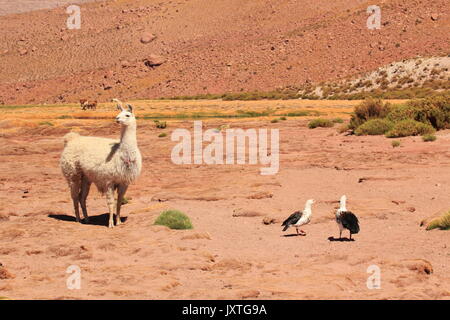 Couple d'ouettes des Andes et lamas dans le désert chilien aux alentours de San Pedro de Atacama - - - Banque D'Images