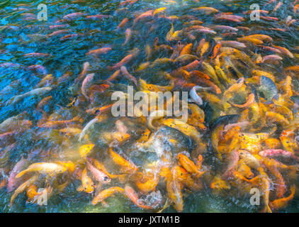 Piscine carpes colorées dans l'étang avec plusieurs centaines de peintures ont émergé pour gagner de la nourriture, ont généralement un beau Banque D'Images