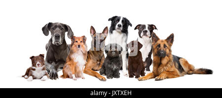 Groupe de neuf chiens devant un fond blanc Banque D'Images