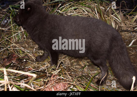 Renards bleus (Alopex lagopus semenovi) viennent la nuit pour dévorer les carcasses de fourrure (Callorhinus ursinus) qui les Aléoutes récoltés sur Komandor-Aleutian j Banque D'Images