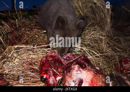 Renards bleus (Alopex lagopus semenovi) viennent la nuit pour dévorer les carcasses de fourrure (Callorhinus ursinus) qui les Aléoutes récoltés sur Komandor-Aleutian j Banque D'Images