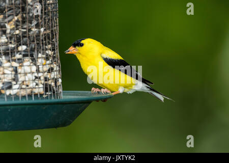 Chardonneret jaune mâle sur les semences d'alimentation. Banque D'Images