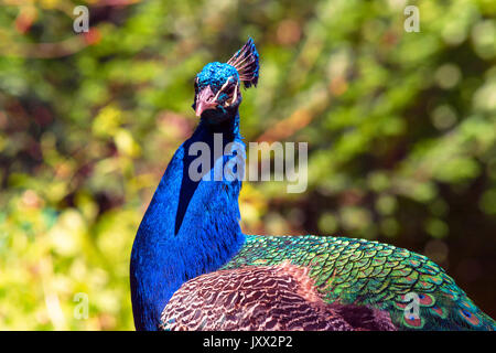 Belle grande peacock assis sur une clôture en bois. Banque D'Images