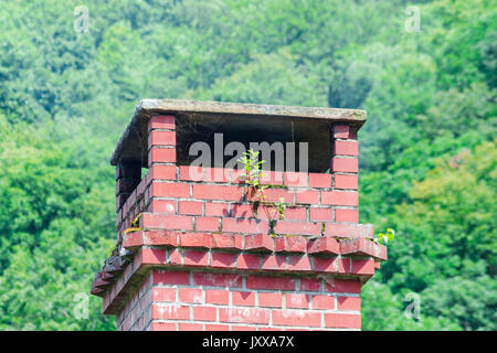 Cheminée de briques sur un vieux toit sale. Un arbre grandit à partir de la cheminée. Banque D'Images