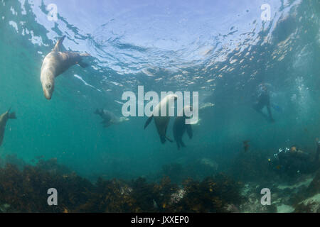 Les lions de mer australiens, sous-marine des îles Neptune, Australie du Sud. Banque D'Images