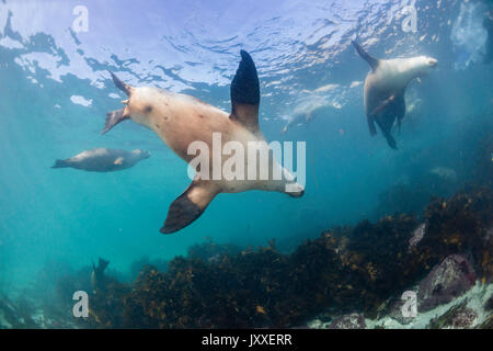 Les lions de mer australiens, sous-marine des îles Neptune, Australie du Sud. Banque D'Images