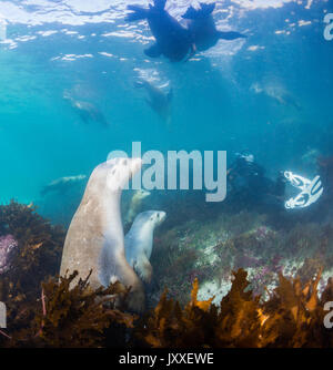 Les lions de mer australiens, sous-marine des îles Neptune, Australie du Sud. Banque D'Images