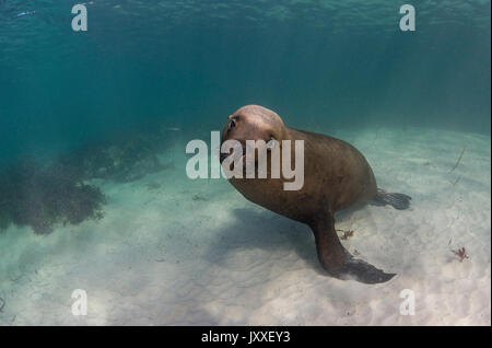 Les lions de mer australiens, sous-marine des îles Neptune, Australie du Sud. Banque D'Images