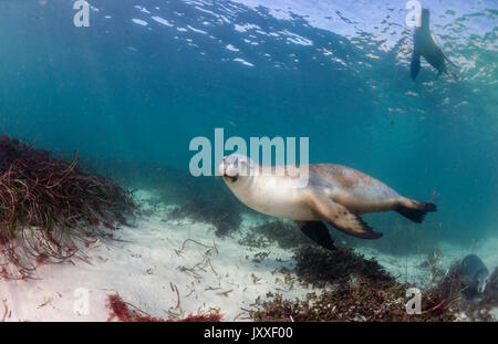 Les lions de mer australiens, sous-marine des îles Neptune, Australie du Sud. Banque D'Images