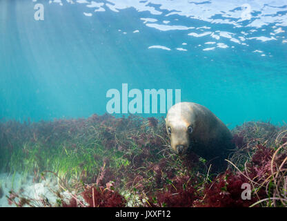 Les lions de mer australiens, sous-marine des îles Neptune, Australie du Sud. Banque D'Images