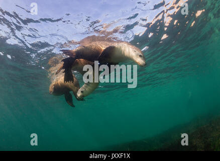 Les lions de mer australiens, sous-marine des îles Neptune, Australie du Sud. Banque D'Images