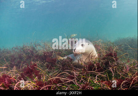 Les lions de mer australiens, sous-marine des îles Neptune, Australie du Sud. Banque D'Images