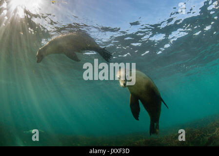 Les lions de mer australiens, sous-marine des îles Neptune, Australie du Sud. Banque D'Images