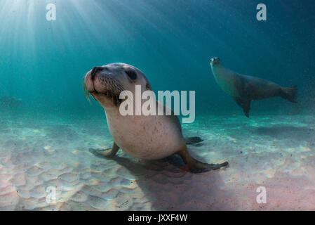 Les lions de mer australiens, sous-marine des îles Neptune, Australie du Sud. Banque D'Images