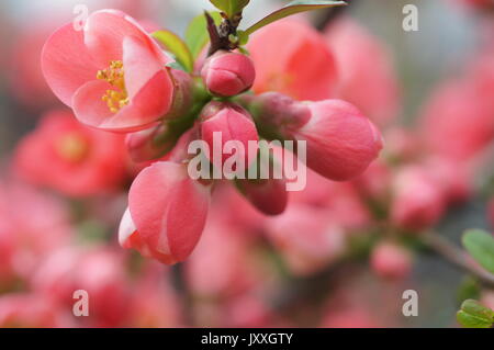Coing japonais Banque D'Images