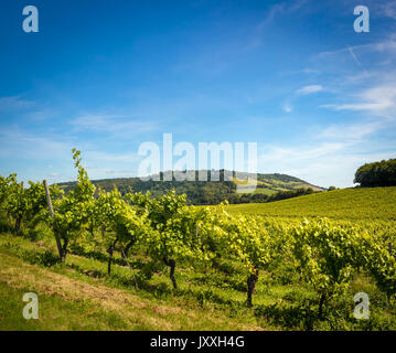 Vue sur un vignoble ensoleillé en Angleterre avec des raisins tout juste de sortir sur la vigne Banque D'Images