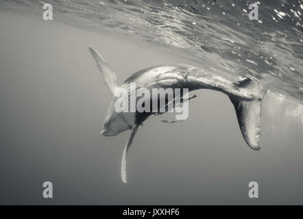 Vue sous-marine d'une baleine à bosse à la surface de jeu du mollet, Tonga. Banque D'Images