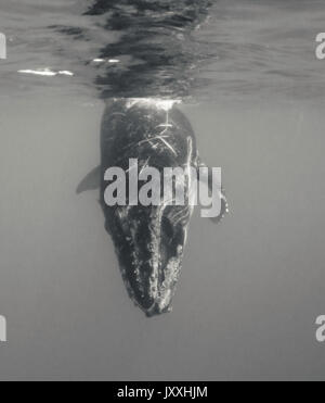 Vue sous-marine d'une baleine à bosse à la surface de jeu du mollet, Tonga. Banque D'Images