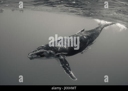 Vue sous-marine d'une baleine à bosse à la surface de jeu du mollet, Tonga. Banque D'Images