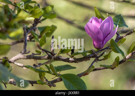 Magnolia magnolia denudata (rouge) a fleuri au printemps Banque D'Images