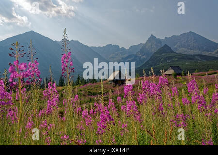 Dans la vallée gąsienicowa montagnes Tatras, en Pologne. Belles fleurs violettes sur le premier plan et les montagnes puissantes à l'arrière. Banque D'Images