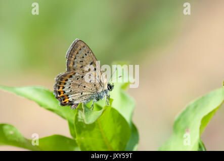 Cuivre Violet, papillon Lycaena helle, Baia Narcise, Brasov, en Transylvanie, Roumanie, dessous des ailes Banque D'Images