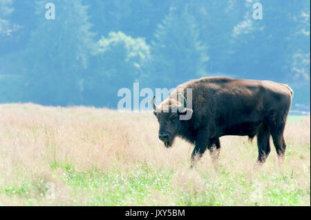 Bison d'Europe, le Bison bonasus, mâle adulte, Roumanie, captive, vulnérables, IUCN Red List Banque D'Images