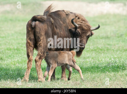 Bison d'Europe, Bison bonasus, veau et mère, Roumanie, captive, vulnérables, IUCN Red List Banque D'Images