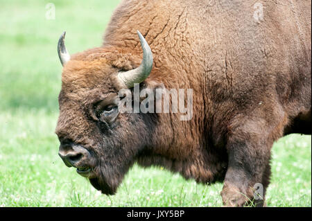 Bison d'Europe, le Bison bonasus, mâle adulte, Roumanie, captive, vulnérables, IUCN Red List Banque D'Images