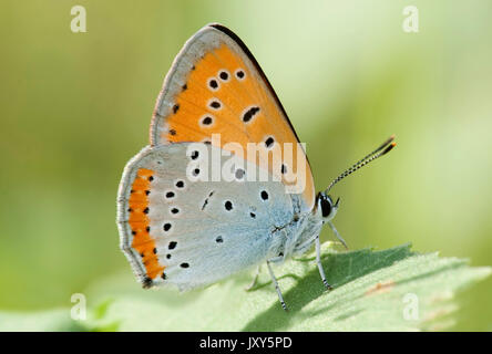 Grand papillon Lycaena dispar, cuivre, sulucu Ciucurova Macin vallée, vallée, Dobrogea, en Roumanie, en appui sur la feuille, dessous des ailes Banque D'Images
