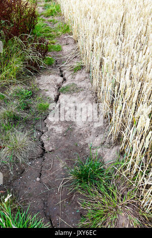 Desséché des sols fissurés et des cultures mortes en raison du manque d'eau, de la sécheresse et du réchauffement climatique, Angleterre, Royaume-Uni Banque D'Images