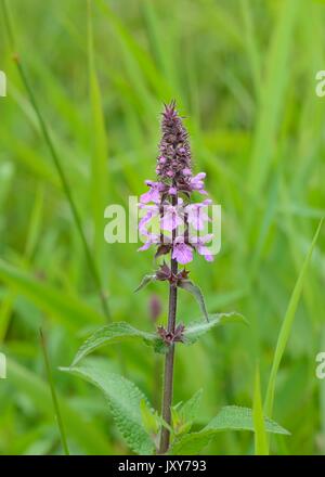 Une floraison pourpre marsh woundwort ou marsh hedgenettle (Stachys palustris) Banque D'Images