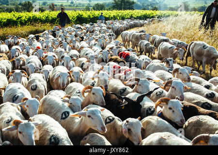 La transhumance, troupeau de moutons d'être parqués entre Nîmes et le lac "Le Lac des Pises' dans la chaîne de montagnes des Cévennes, juin 2015. Troupeau sur un chemin, shep Banque D'Images