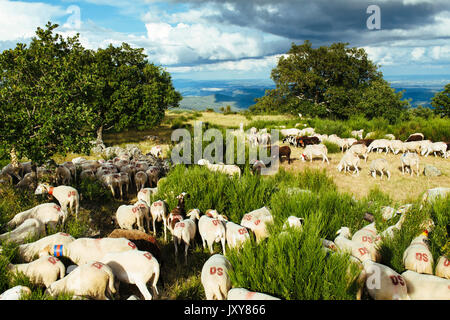 La transhumance, troupeau de moutons d'être parqués entre Nîmes et le lac "Le Lac des Pises' dans la chaîne de montagnes des Cévennes, juin 2015. Paysage typique de t Banque D'Images