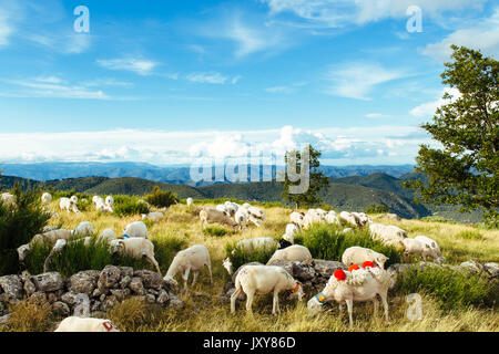 La transhumance, troupeau de moutons d'être parqués entre Nîmes et le lac "Le Lac des Pises' dans la chaîne de montagnes des Cévennes, juin 2015. Paysage typique de t Banque D'Images