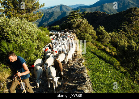 La transhumance, troupeau de moutons d'être parqués entre Nîmes et le lac "Le Lac des Pises' dans la chaîne de montagnes des Cévennes, juin 2015. Paysage typique de t Banque D'Images