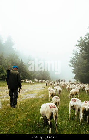 La transhumance, troupeau de moutons d'être parqués entre Nîmes et le lac "Le Lac des Pises' dans la chaîne de montagnes des Cévennes, juin 2015. Troupeau et berger en Banque D'Images