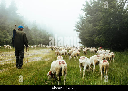 La transhumance, troupeau de moutons d'être parqués entre Nîmes et le lac "Le Lac des Pises' dans la chaîne de montagnes des Cévennes, juin 2015. Troupeau et berger en Banque D'Images