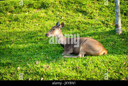 Femelles se coucher sur l'herbe verte fraîche avec la nature background.deer relaxant sur jardin. Banque D'Images
