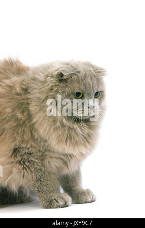 L LILAS LILAS HIGHLAND FOLD OU SCOTTISH FOLD FEMELLE LONGHAIR AUTO Banque D'Images