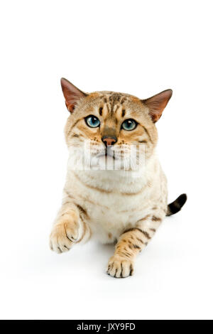 SEAL MINK TABBY Bengal chat domestique Banque D'Images