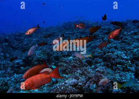 Une école de vol stationnaire au-dessus du poisson obèse reef dans le nord de l'atoll de Fakarava pass, Polynésie Française Banque D'Images