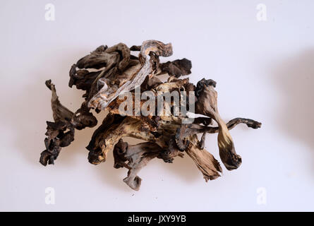 Saugues, sur le site de production de la société borde SA, spécialiste des champignons forestiers. Heap de cornes d'abondance *** *** légende locale . Banque D'Images