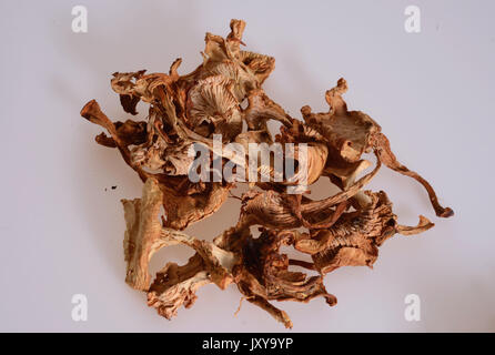 Saugues, sur le site de production de la société borde SA, spécialiste des champignons forestiers. Tas de champignons girolle séchées *** *** légende locale . Banque D'Images