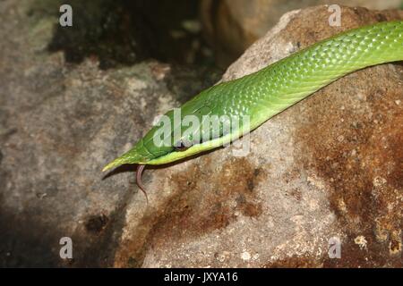 Rhinocéros vietnamiens ou Couleuvre obscure Couleuvre de rapides (Gonyosoma Rhynchophis boulengeri boulengeri,), langue fourchue montrant. Banque D'Images