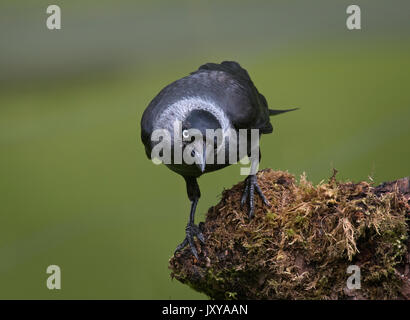 Corvus monedula choucas, couverts de mousse, sur fond vert avec des log Banque D'Images