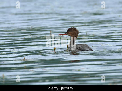 Harle bièvre, Mergus merganser, natation dans le Loch Lomond Banque D'Images